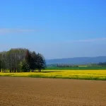 Jak bezpiecznie stosować środki ochrony roślin